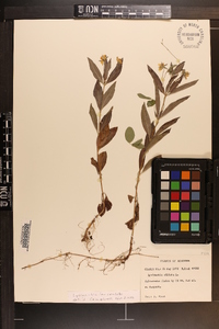 Lysimachia lanceolata image