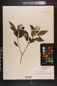 Cornus foemina image