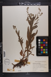 Cynoglossum officinale image