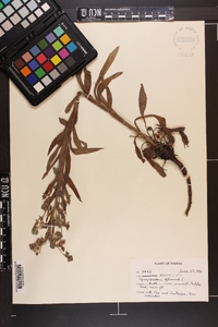 Cynoglossum officinale image