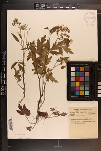 Phacelia bipinnatifida image