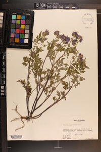 Phacelia bipinnatifida image