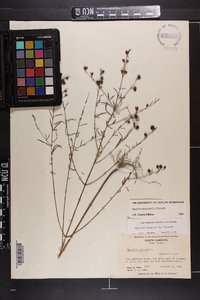 Agalinis purpurea image