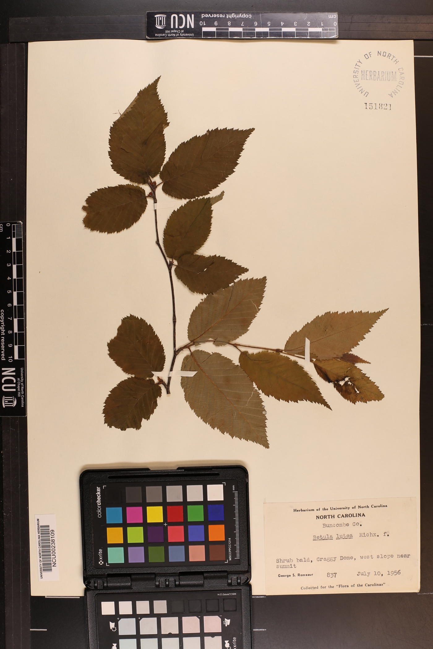 Betula lutea image
