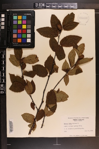 Betula lutea image