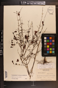 Agalinis purpurea image