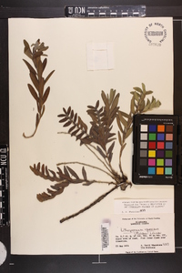 Lithospermum canescens image