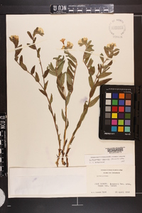 Lithospermum canescens image