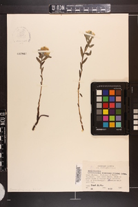 Lithospermum canescens image