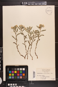 Lithospermum canescens image