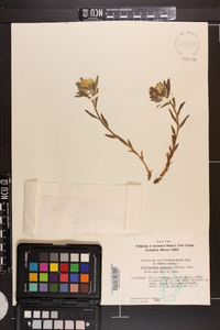 Lithospermum canescens image