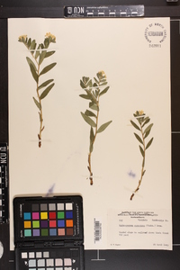 Lithospermum canescens image