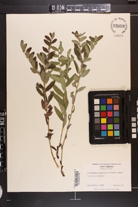 Lithospermum canescens image