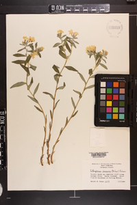 Lithospermum canescens image