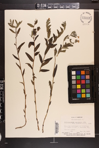 Lithospermum canescens image