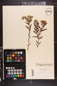 Lithospermum canescens image