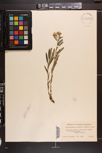 Lithospermum canescens image