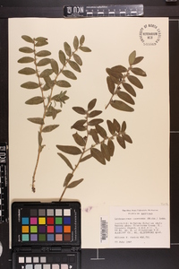 Lithospermum canescens image