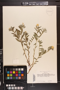 Lithospermum canescens image