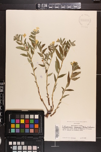 Lithospermum canescens image