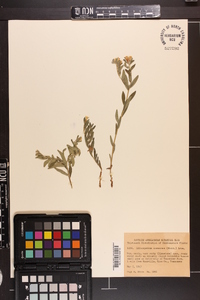 Lithospermum canescens image