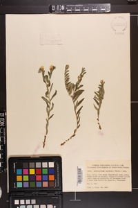 Lithospermum canescens image