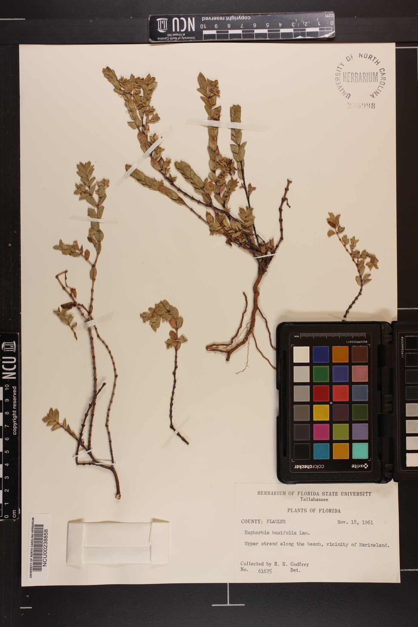 Chamaesyce buxifolia image