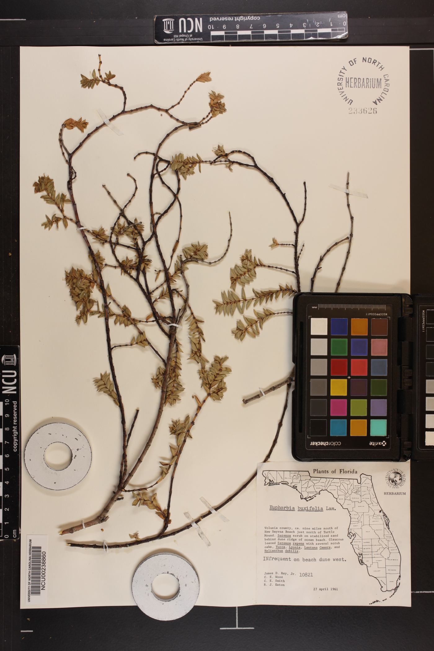 Chamaesyce buxifolia image