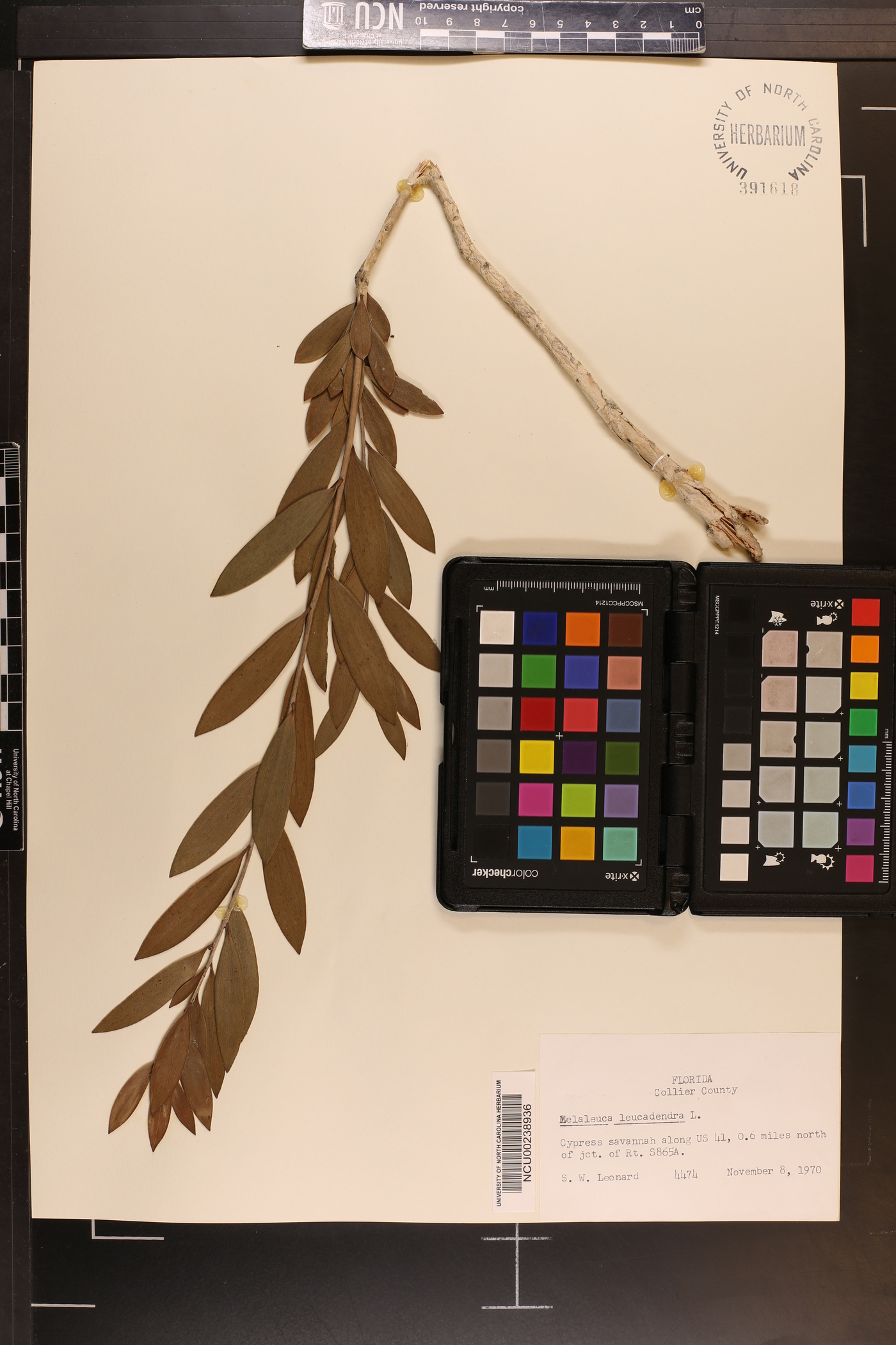 Melaleuca quinquenervia image
