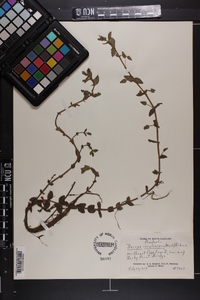 Bacopa caroliniana image