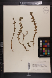 Bacopa caroliniana image