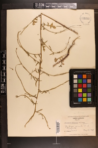 Sisymbrium officinale image