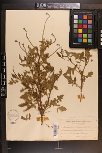 Sisymbrium officinale image