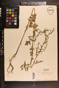 Sisymbrium officinale image