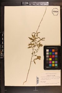 Sisymbrium officinale image