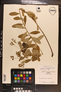 Euphorbia polyphylla image