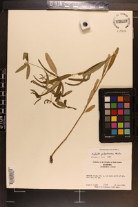 Euphorbia polyphylla image