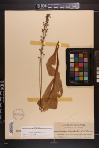 Samolus ebracteatus image