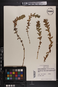 Bacopa caroliniana image