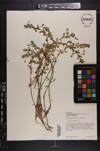 Bacopa monnieri image