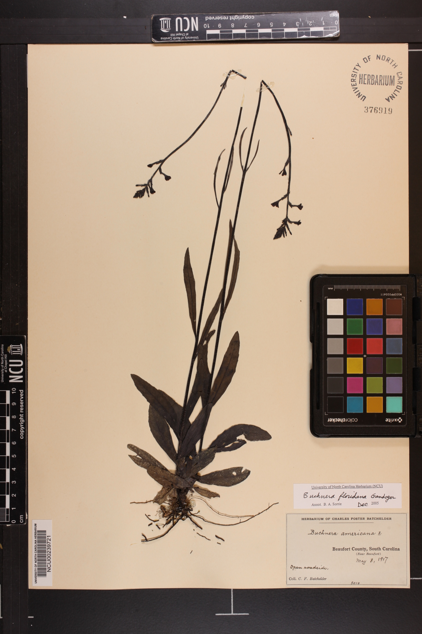 Buchnera floridana image