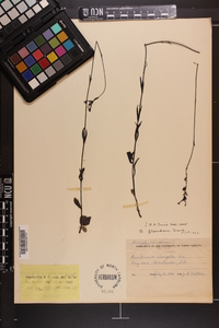 Buchnera floridana image