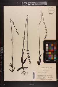 Buchnera floridana image