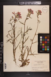 Castilleja coccinea image