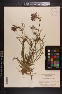 Castilleja coccinea image