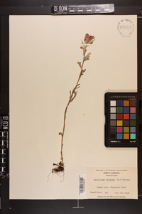 Castilleja coccinea image