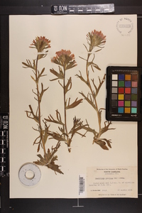 Castilleja coccinea image