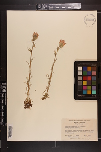 Castilleja coccinea image