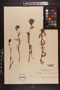 Castilleja coccinea image