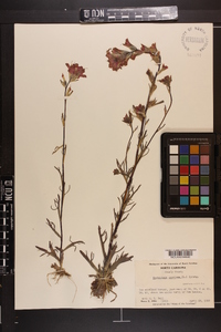 Castilleja coccinea image